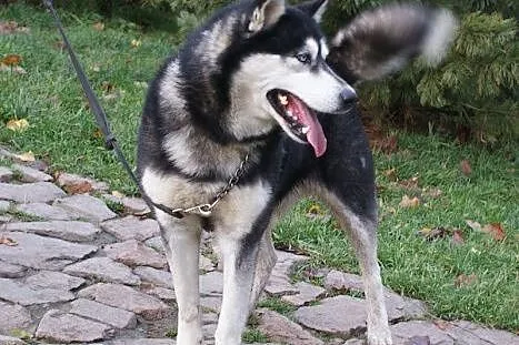 Oczuś piękny, łagodny, młody alaskan mix husky ADO