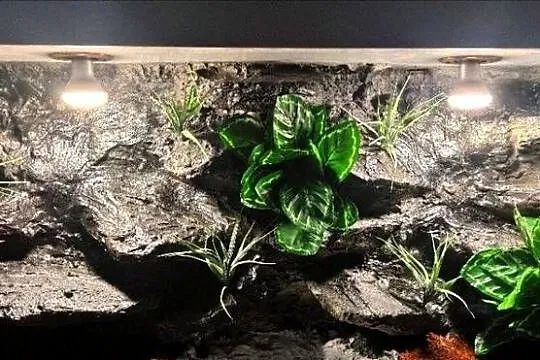 Terrarium hodowlane dla boa cesarskiego gekona orzęsionego