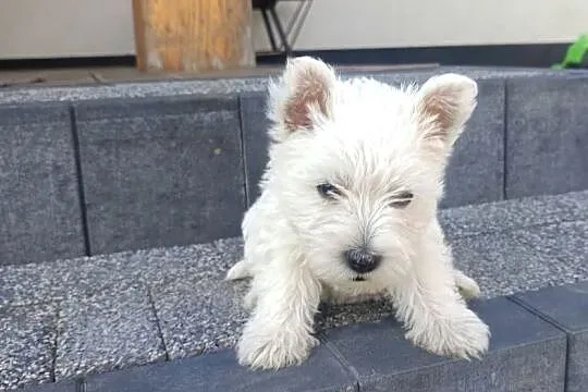 Szczeniaki rasy West Highland White Terrier.
