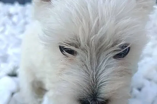 Szczeniaki rasy West Highland White Terrier., Małopolskie, Tarnów