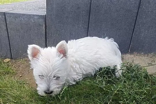Szczeniaki rasy West Highland White Terrier., Małopolskie, Tarnów