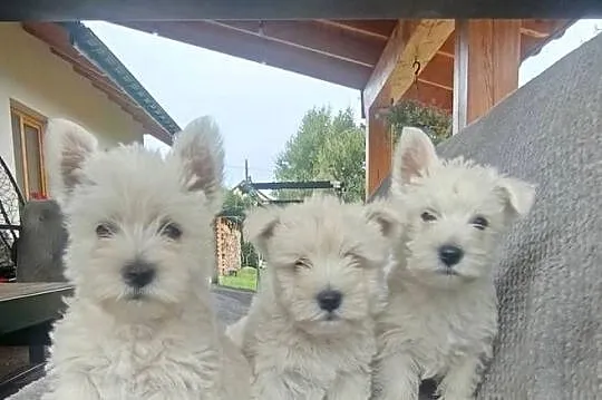 Szczeniaki rasy West Highland White Terrier., Małopolskie, Tarnów