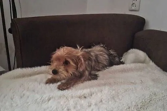 York terrier, Świętokrzyskie, Pawłów
