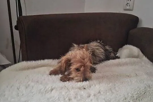 York terrier, Świętokrzyskie, Pawłów