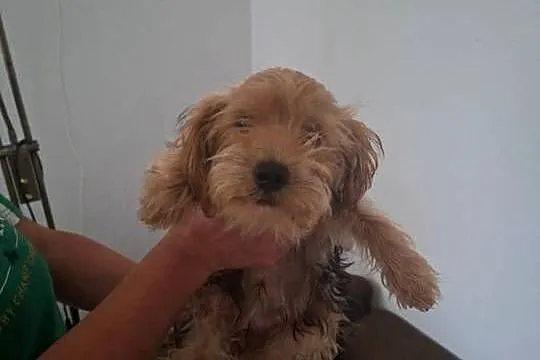 York terrier, Świętokrzyskie, Pawłów