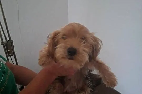 York terrier, Świętokrzyskie, Pawłów