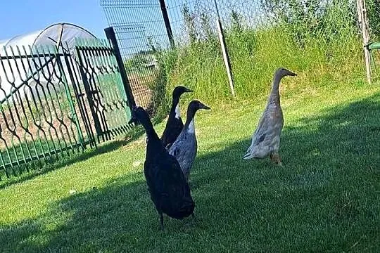 Witam sprzedam biegusy  młode, Małopolskie, Wawrzeńczyce