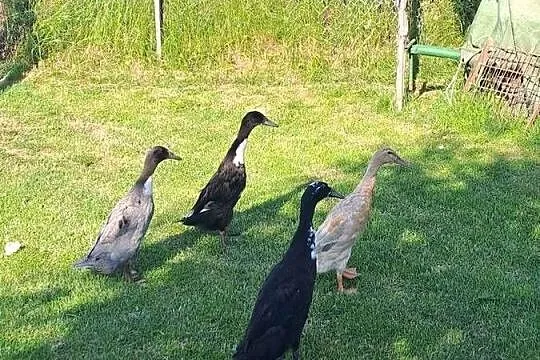 Witam sprzedam biegusy  młode, Małopolskie, Wawrzeńczyce
