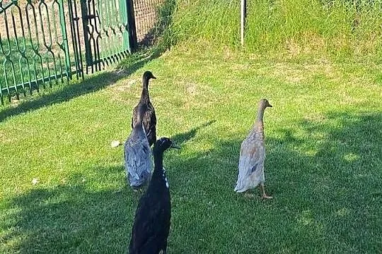 Witam sprzedam biegusy  młode, Małopolskie, Wawrzeńczyce