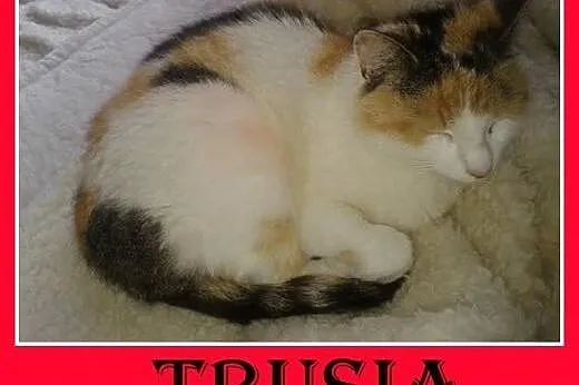 Do dzieci,przytulasna,dłuższy włos,młoda kotka tri