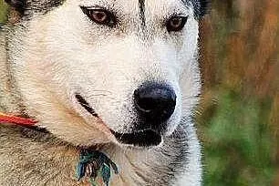 Heros - piękny, łagodny alaskan malamute ADOPCJA, Alaskan malamute cała Polska