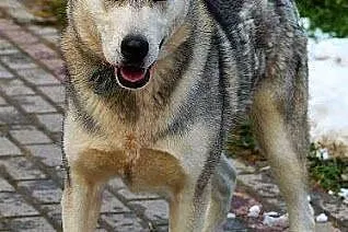 Heros - piękny, łagodny alaskan malamute ADOPCJA, 
