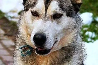 Heros - piękny, łagodny alaskan malamute ADOPCJA, 