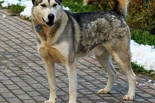 Heros - piękny, łagodny alaskan malamute ADOPCJA, 