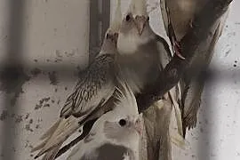Papugi Nimfy białogłowe, Rozelle białolice standar, Lisów
