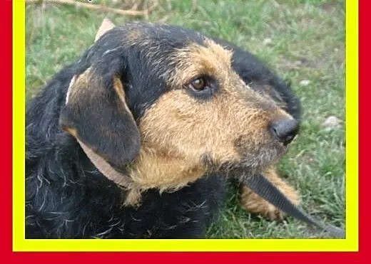 Spokojny,pozytywny,wesoły,przytulaśny,bezkonflikto