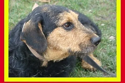 Spokojny,pozytywny,wesoły,przytulaśny,bezkonflikto