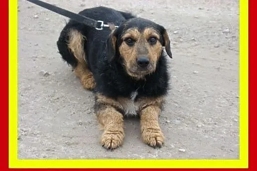 Spokojny,pozytywny,wesoły,przytulaśny,bezkonflikto