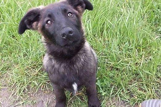 Aron - 4 miesięczny czarujący wilczek,  łódzkie Ra