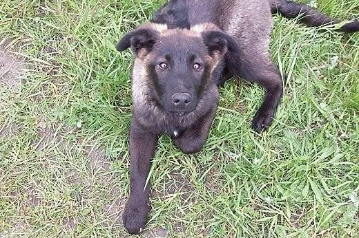 Aron - 4 miesięczny czarujący wilczek,  łódzkie Ra