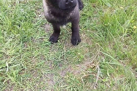 Aron - 4 miesięczny czarujący wilczek,  łódzkie Ra