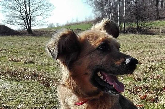 Koda wspaniała przyjaciółka człowieka, posłuszna i mądra