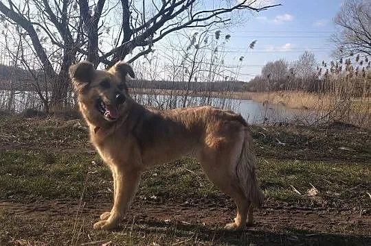 Koda wspaniała przyjaciółka człowieka, posłuszna i