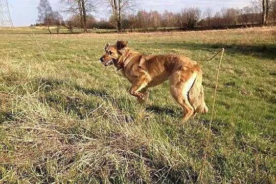 Koda wspaniała przyjaciółka człowieka, posłuszna i