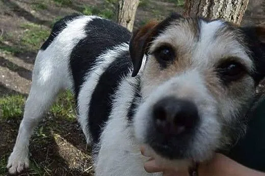 Łagodny, znający psi savoir-vivre Gucio, super pies do adopcji!,  Kundelki cała Polska