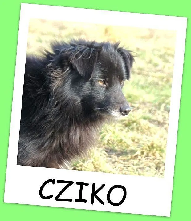 Szpic mix,psiak CZIKO 7 kg,spokojny, przyjacielski
