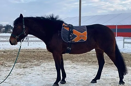 Klacz 9 lat, , 