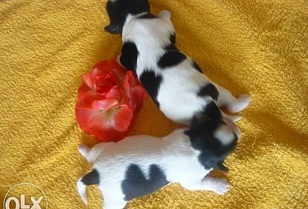 Śliczne szczeniaczki shih tzu