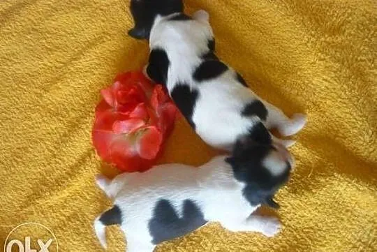 Śliczne szczeniaczki shih tzu