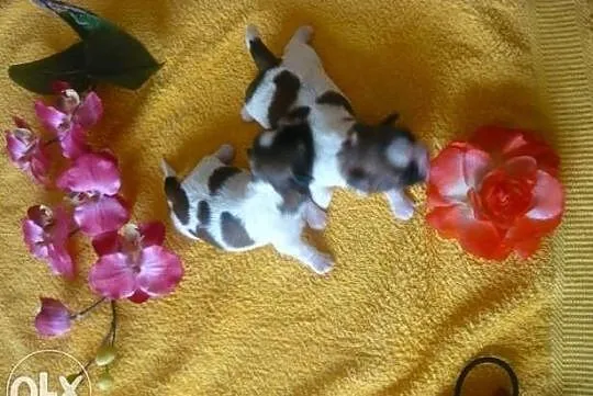 Śliczne szczeniaczki shih tzu