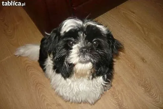 Śliczne szczeniaczki shih tzu