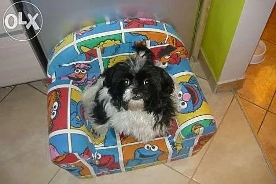Śliczne szczeniaczki shih tzu
