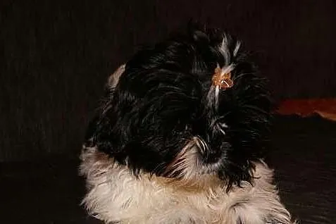 Śliczne szczeniaczki shih tzu