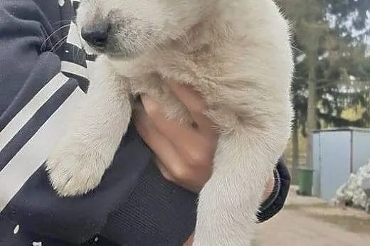 Dwa śliczne szczenięta do  adopcji,  kujawsko-pomo