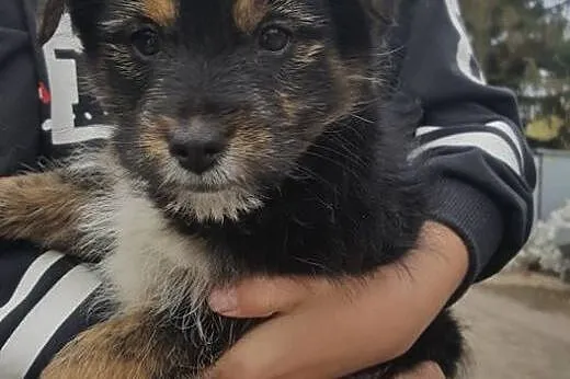 Dwa śliczne szczenięta do  adopcji,  kujawsko-pomo