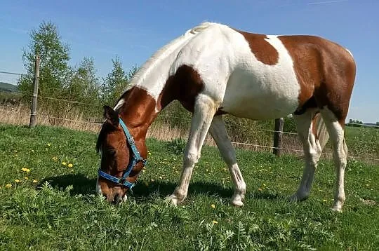 Współdzierżawa 10 letniego wałacha