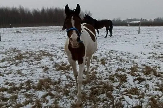 Współdzierżawa 10 letniego wałacha