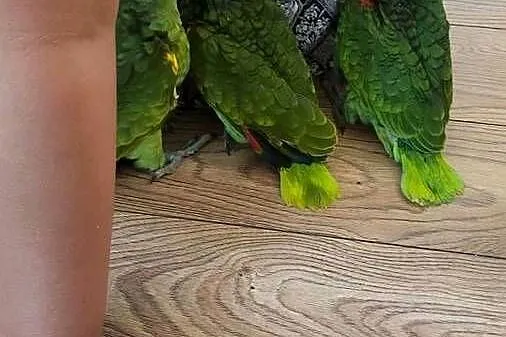 Amazonki Niebieskoczelne ręcznie karmione, Mazowieckie, Sulbiny