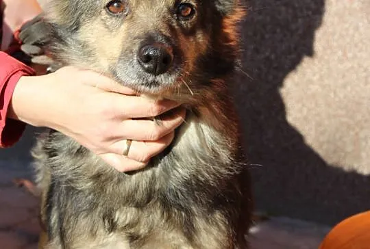 Pepa, bezkonfliktowa, nieduża suczka do pokochania