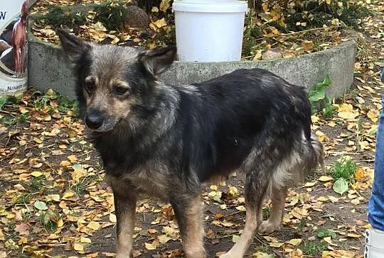 Pepa, bezkonfliktowa, nieduża suczka do pokochania