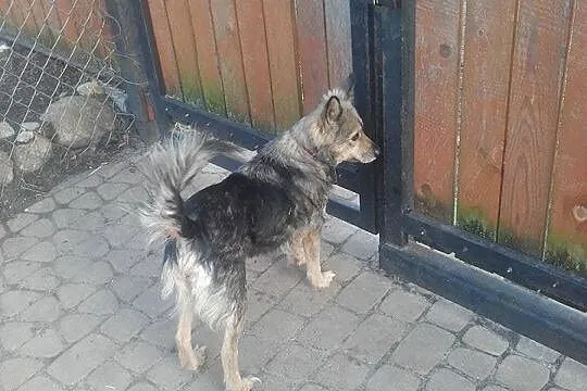 Pepa, bezkonfliktowa, nieduża suczka do pokochania