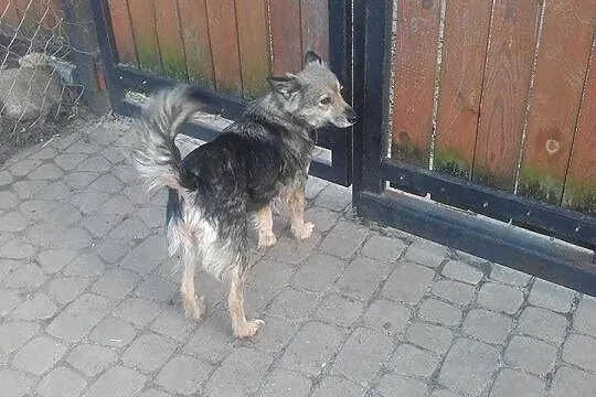 Pepa, bezkonfliktowa, nieduża suczka do pokochania