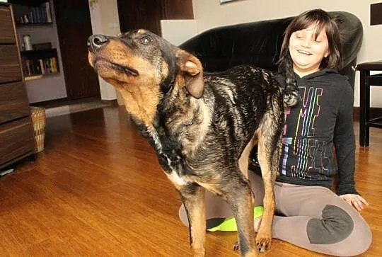 FELIKS biega, radością zaraża, ale leżenie na kanapie też ochoczo uprawia!, Mazowieckie, Warszawa