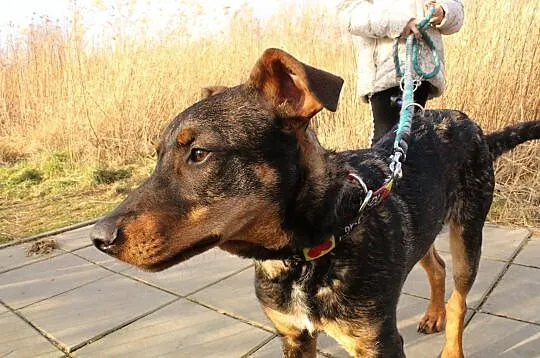 FELIKS biega, radością zaraża, ale leżenie na kanapie też ochoczo uprawia!, Mazowieckie, Warszawa
