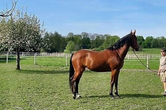 Sprzedam klacz, Lubelskie, Wierzchowiny