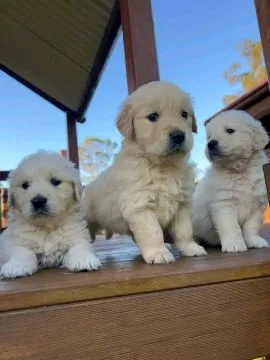 Most beautiful and outstanding Golden Retriever puppies ready to make a new family awe, , Warszawka-Kolonia